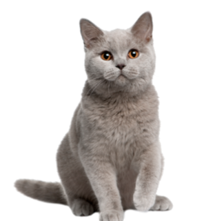 Gatos