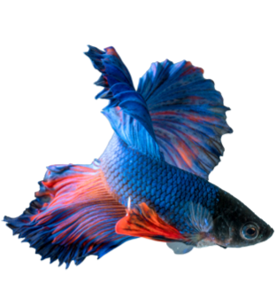 Peces