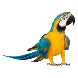 Aves